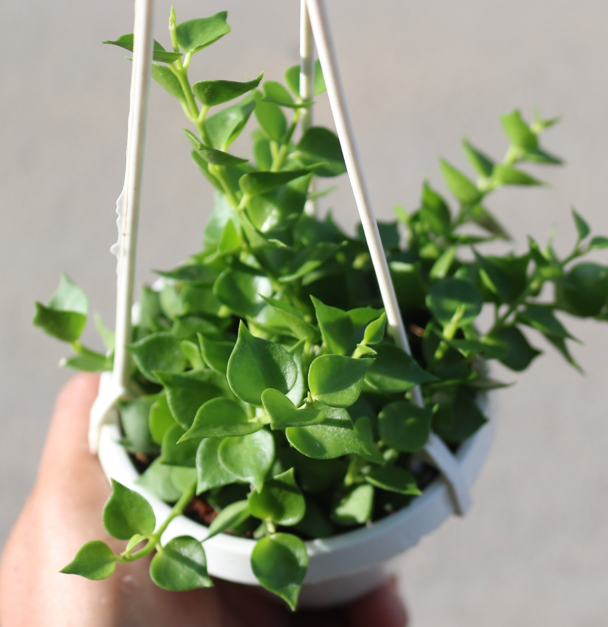 Chậu treo dây leo Tim mini