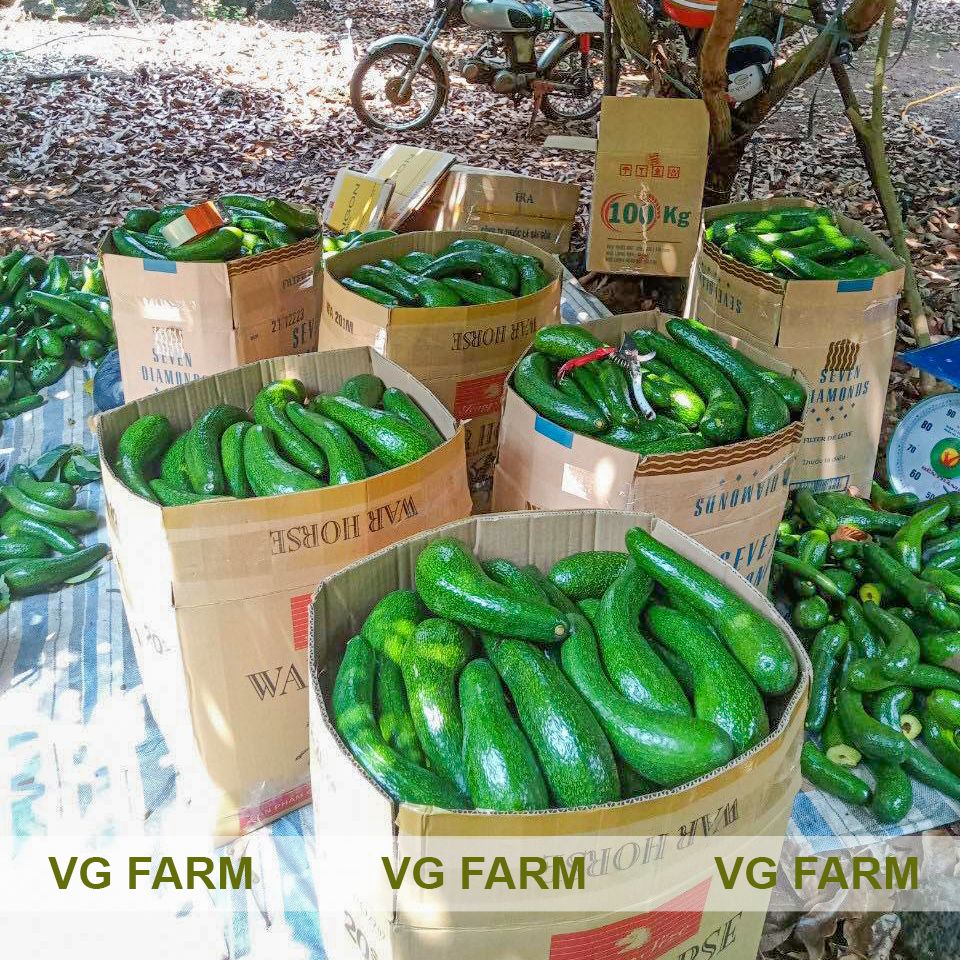 [ BƠ SẠCH NHÀ TRỒNG] VG FARM Bơ 034/ Bơ Booth ( 2-4 trái/ kg ) - Trái già hái trực tiếp tại vườn không lo hoá chất - Cơm vàng, sáp dẻo