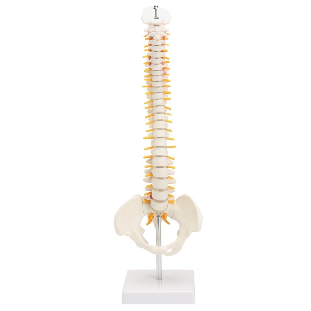 Mô hình giải phẫu xương chậu xương sống tự do vận chuyển cột sống giải
