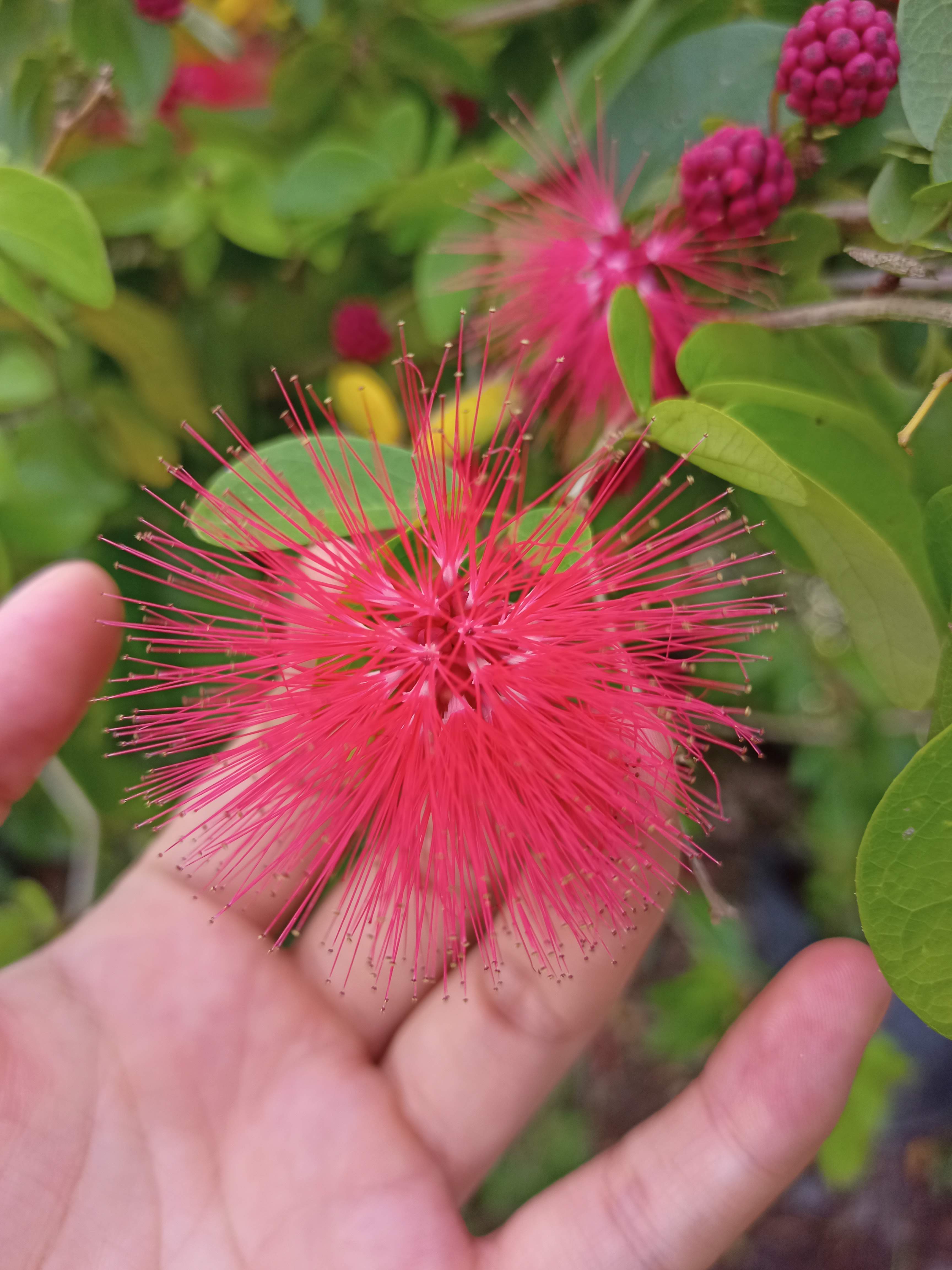 Chậu cây điệp Lào tượng trưng cho may mắn, tài lộc, vượng khí cho người buôn bán - Summer Garden