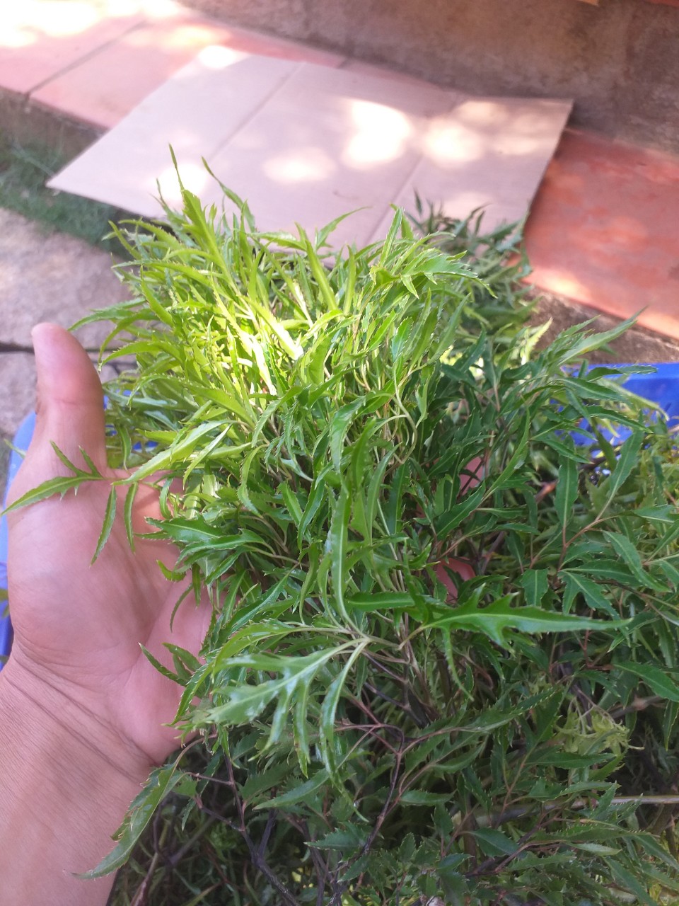 Lá đinh lăng tươi KL: 1kg