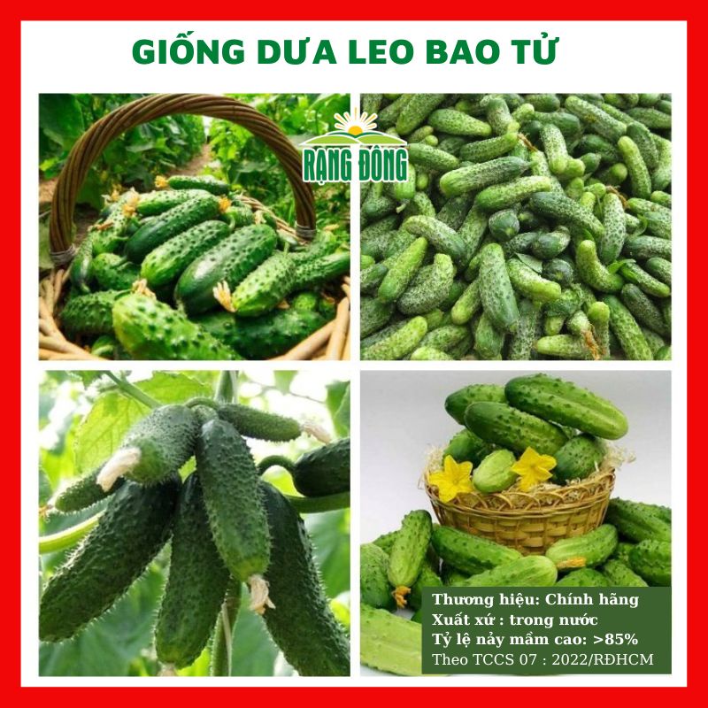 Hạt giống dưa leo bao tử - rau củ quả chịu nhiệt 4 mùa ngon nảy mầm cao 1g RADO 536