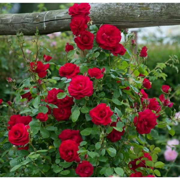 Hoa Hồng Bụi Gốc Rễ Trần Ngoại Nhập Đủ Màu