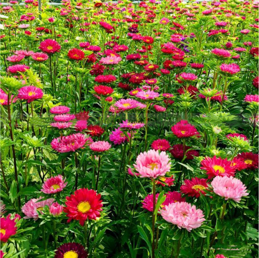 Hạt giống hoa cúc Đà Lạt nhiều màu VTS04 | Vạn Tín Store