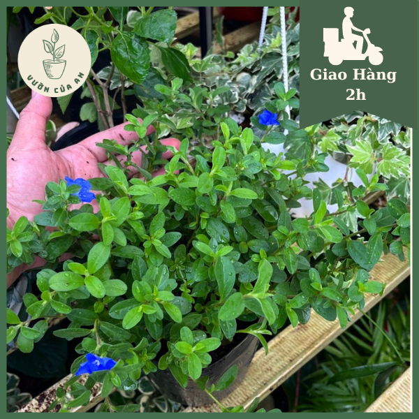 Hoa thanh tú, cây giống đã ra hoa, cây cảnh trang trí sân vườn, nở hoa quanh năm, vườn của an
