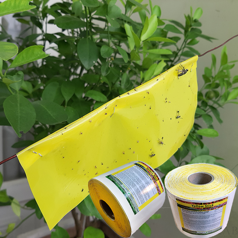 [HCM]Băng dính bẫy côn trùng sinh học màu vàng 2 mặt kích thước 0.18M X 1M an toàn cho sức khỏe và cây trồng.