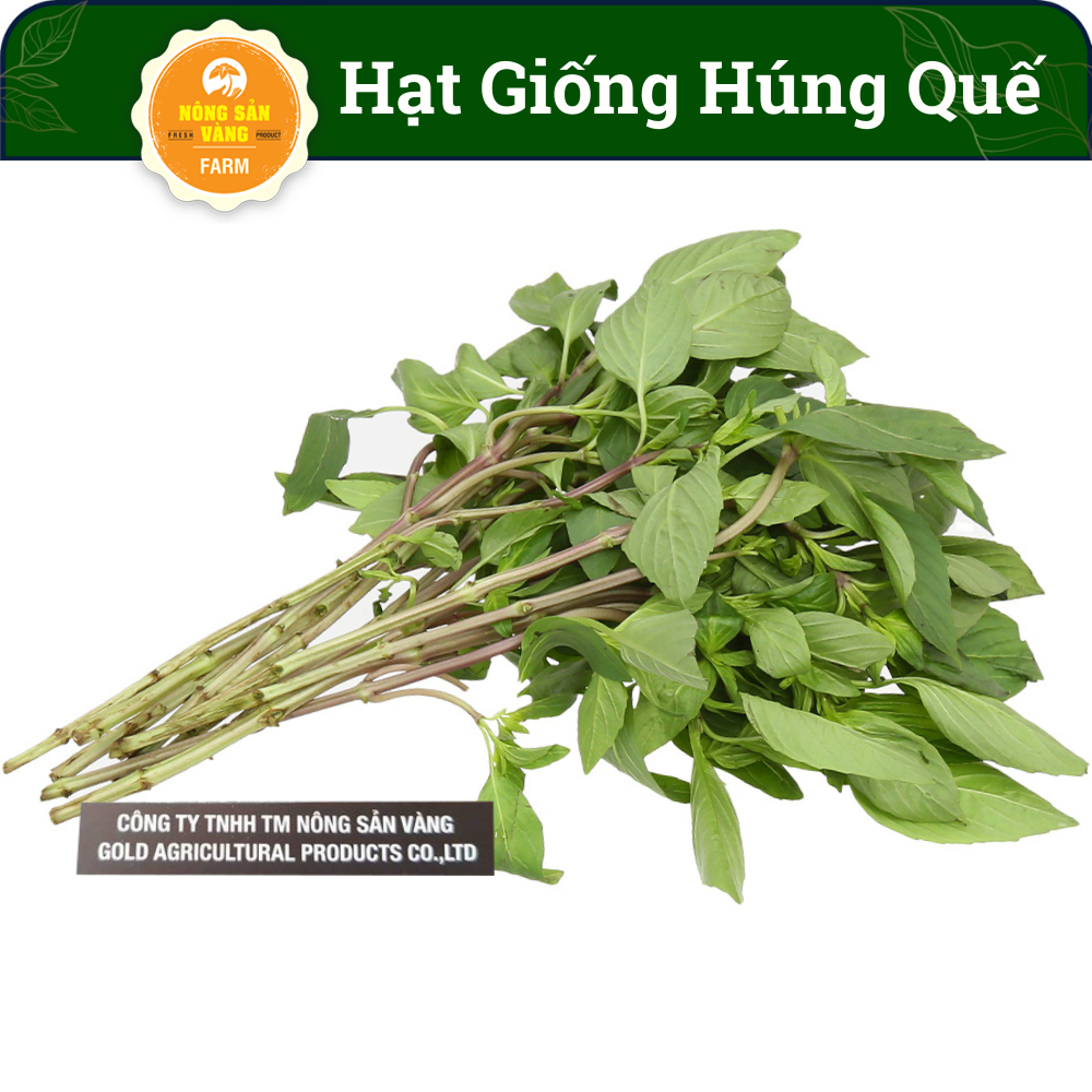 Hạt giống Rau Húng Quế, Dễ Trồng Dễ Chăm Sóc, Sinh Trưởng Tốt, Trồng Một Lần Ăn Cả Năm (Gói 5 Gram) - Nông Sản Vàng