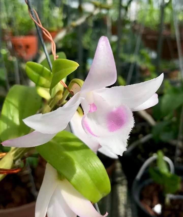 Phi Điệp Hồng Yên Thuỷ hàng gieo hạt