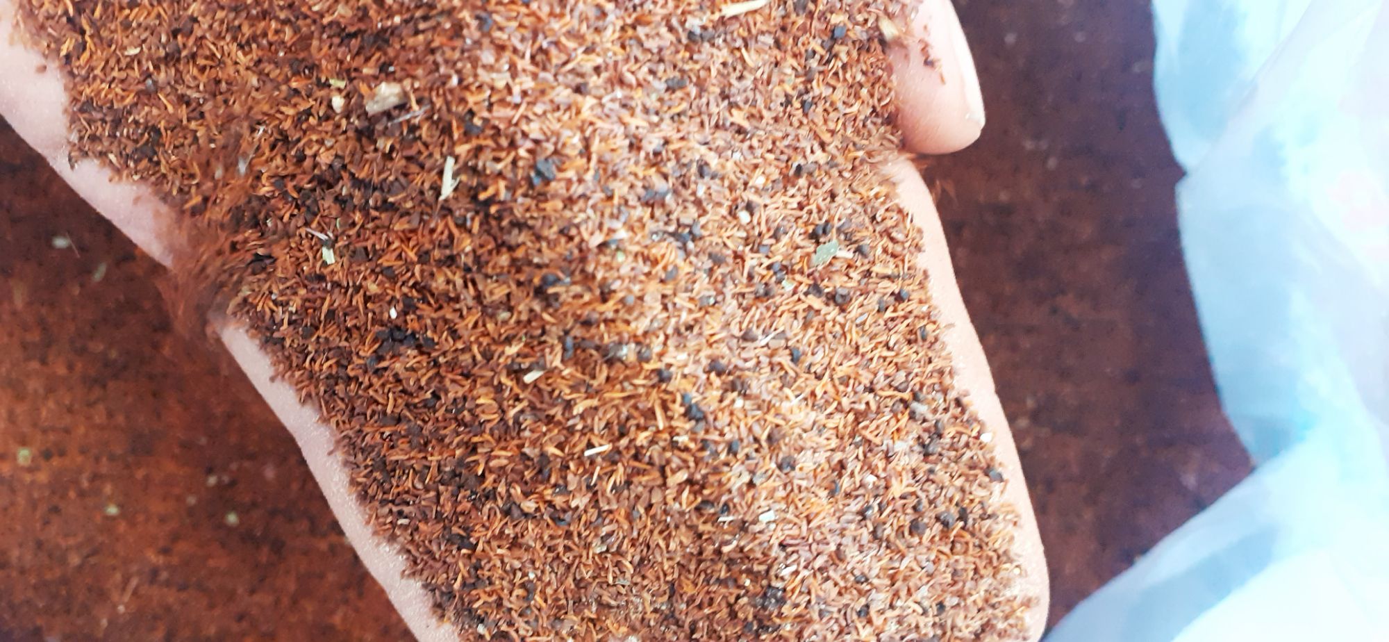 500 gram hạt bạch đàn đỏ giống