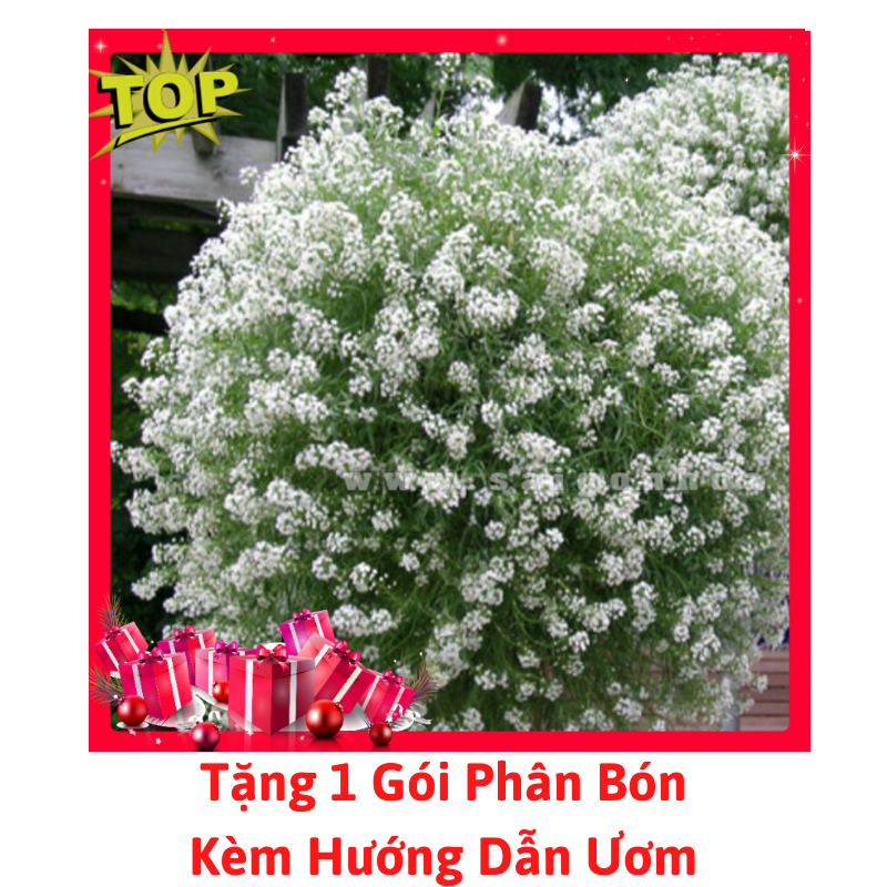 [Lấy mã giảm thêm 30%] Gói Hạt Giống Hoa Hương Tuyết Cầu (Ngàn Sao Mix)