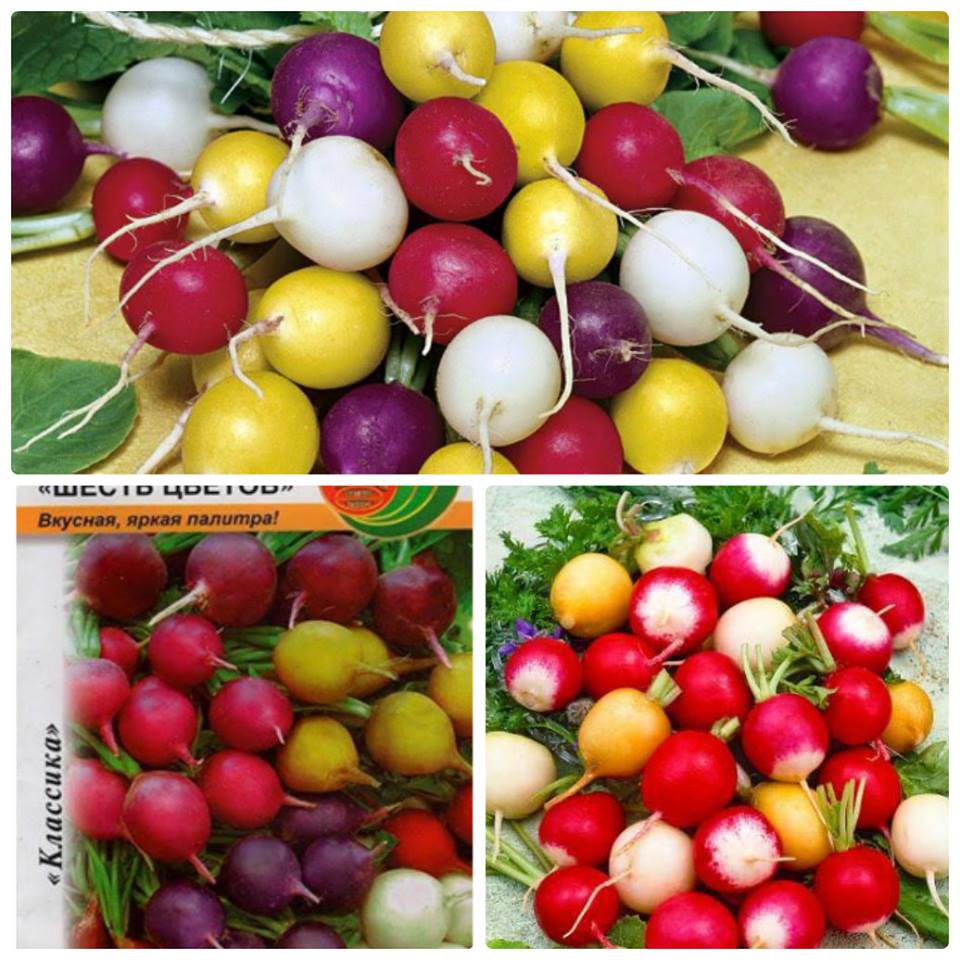 "Gói 100 "Hạt giống củ cải tí hon mix  màu [Seeds]