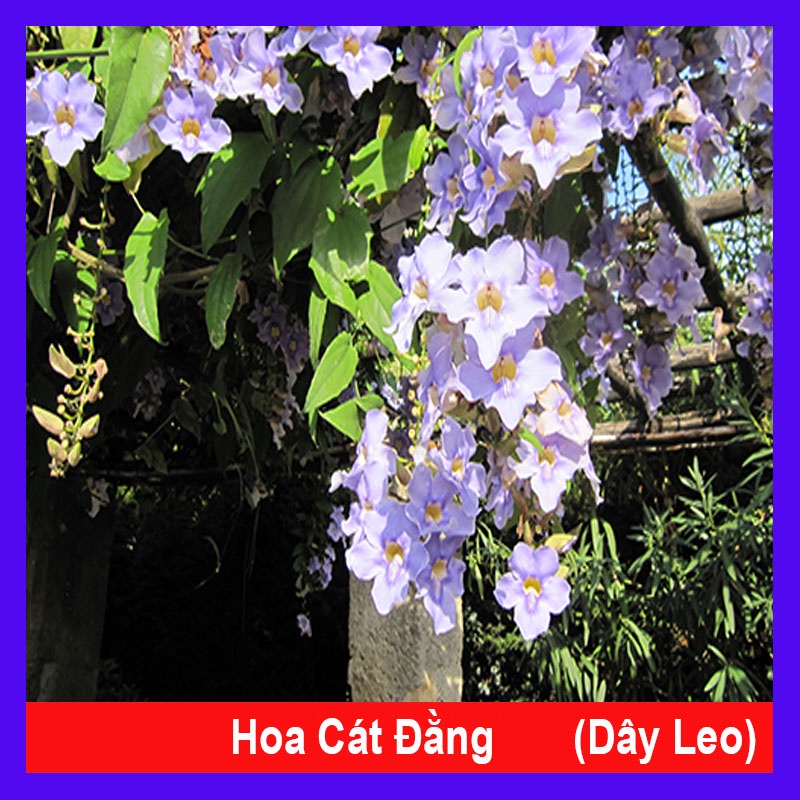 Cây Hoa Cát Đằng dây leo - cây cảnh sân vườn - cây leo hàng rào - HKPQ