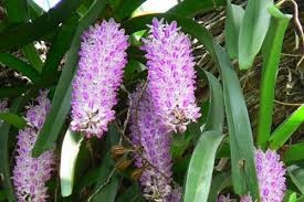 NNXWH8LSRkspsarE2n1m_simg_d0daf0_800x1200_max.jpg