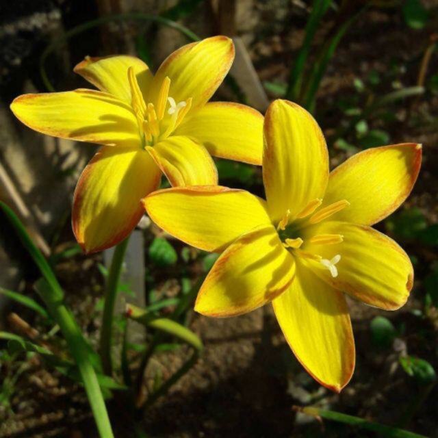 Set 10 Củ huệ mưa vàng bông cực bự viền hồng ở cánh- king ramson