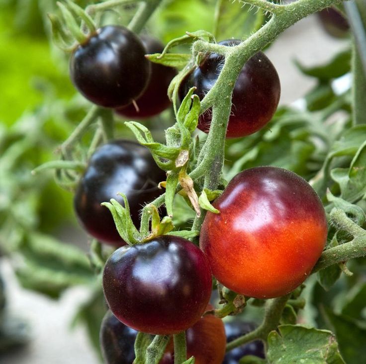 Hạt giống Cà chua cherry đen