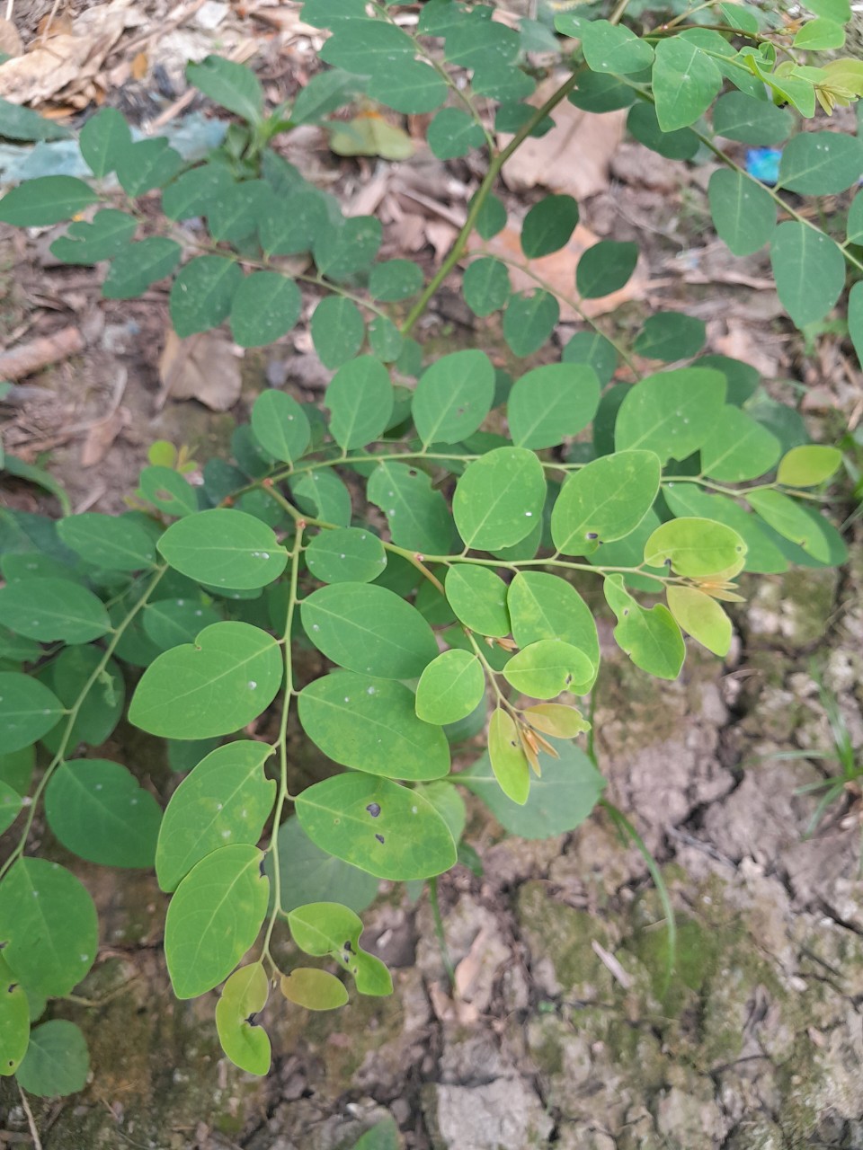 Cây phèn đen giống, cây cao 15-20cm