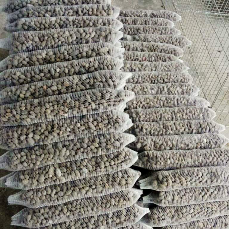 20 túi đựng phân dê dài 20cm bón hoa lan cây cảnh