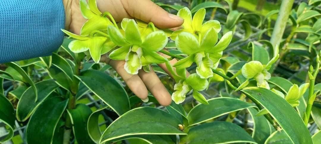 Hoa lan denro chớp lá biên mêkong xanh