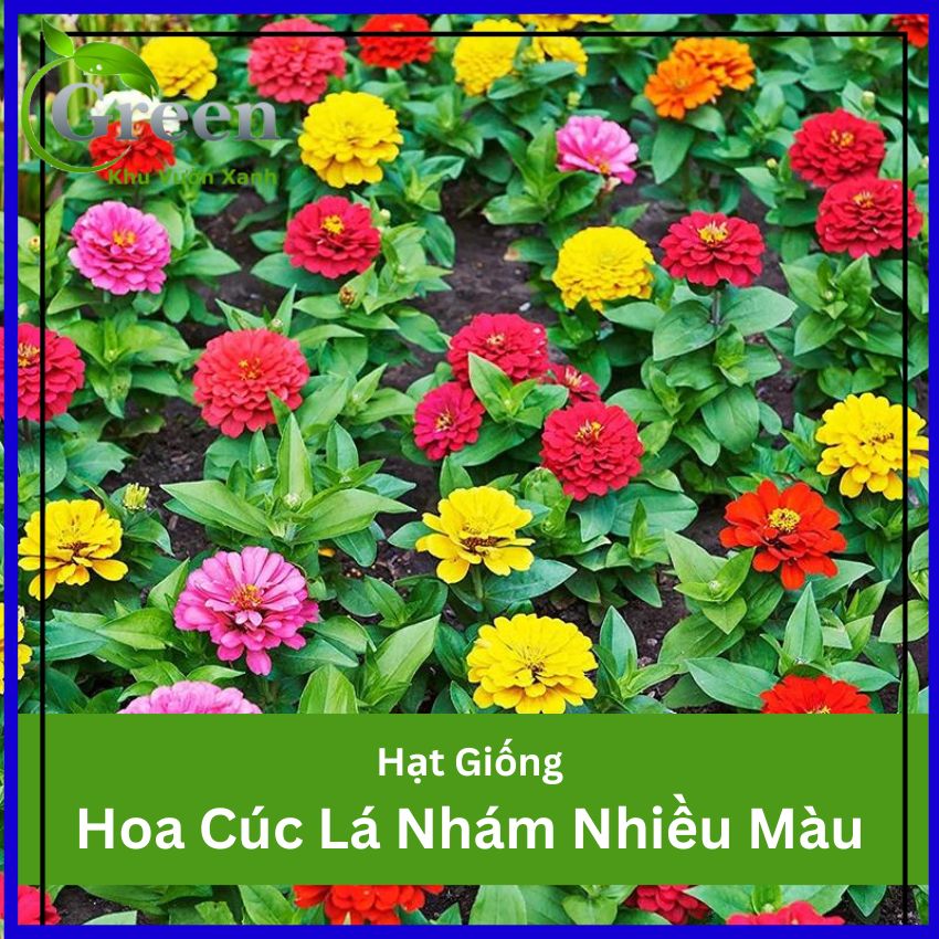 Hạt Giống Hoa Cúc Lá Nhám (Cúc Zinnia) Nhiều Màu Mix