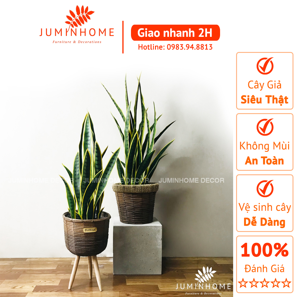 Cây Lưỡi hổ - Cây giả Decor trang trí nhà cửa nội thất phòng khách, phòng ngủ