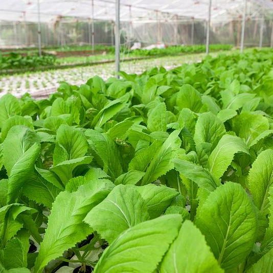 Hạt giống cải bẹ xanh mỡ cao sản