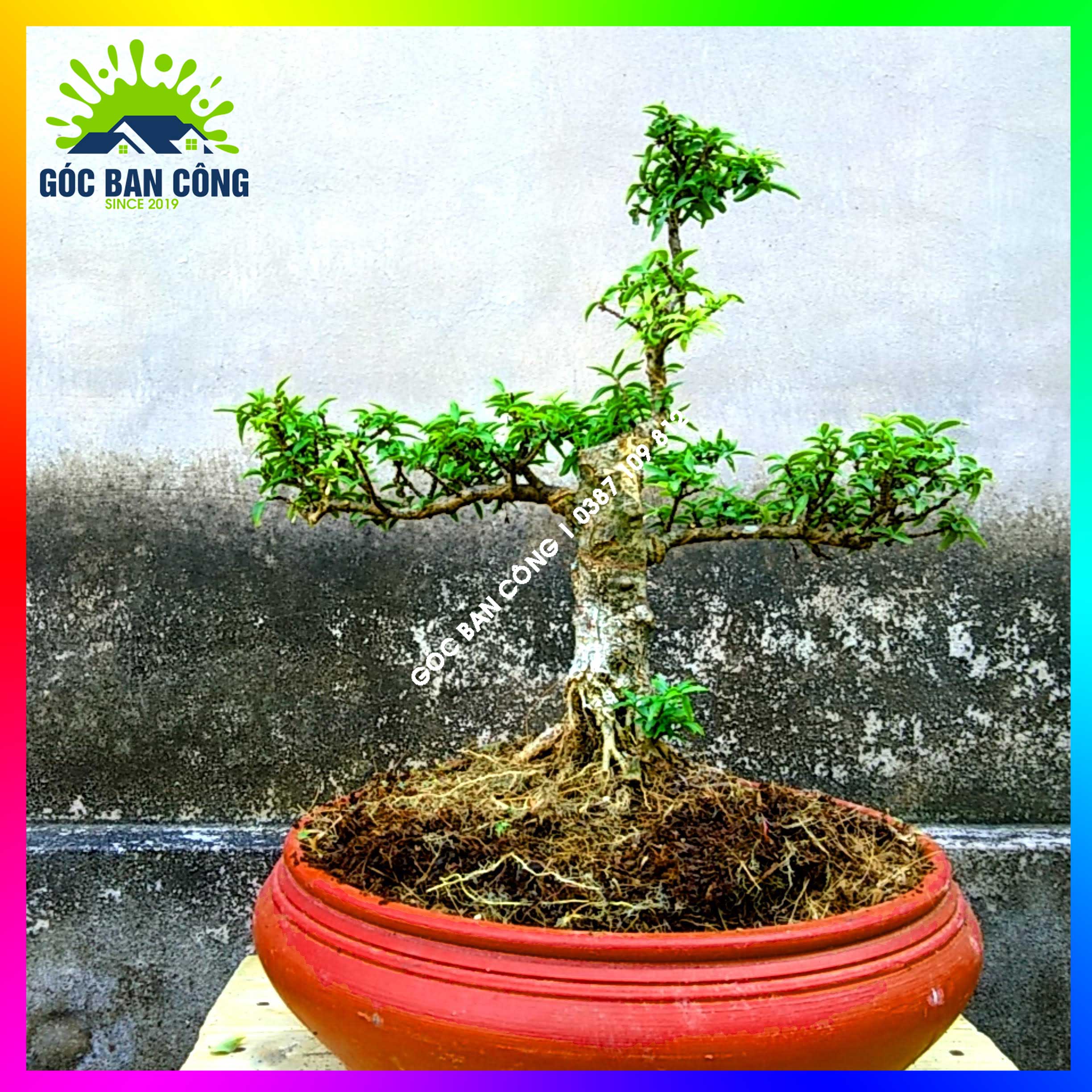 Mai chiếu thủy kim giòn bonsai mini - ctbs04