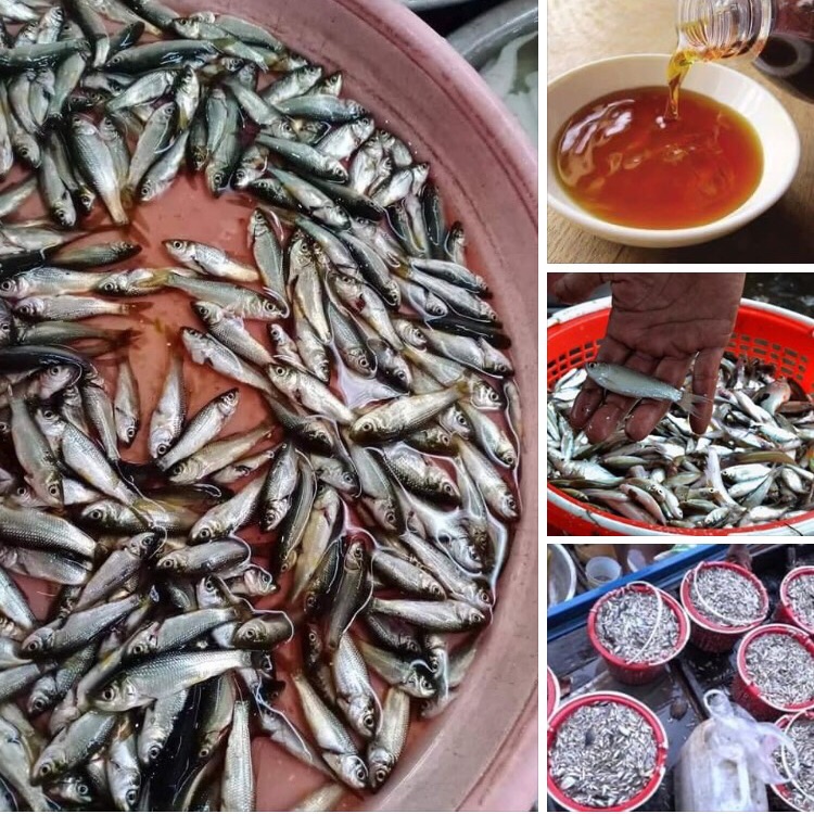 Nước mắm nhỉ cá linh đồng