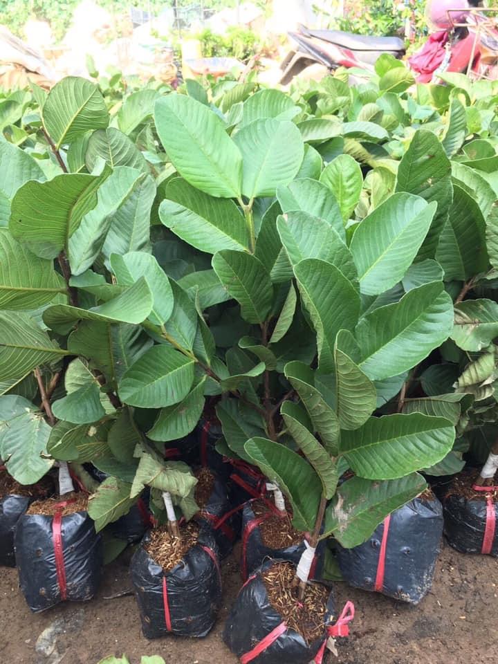 Cây giống ổi Ruby ruột đỏ