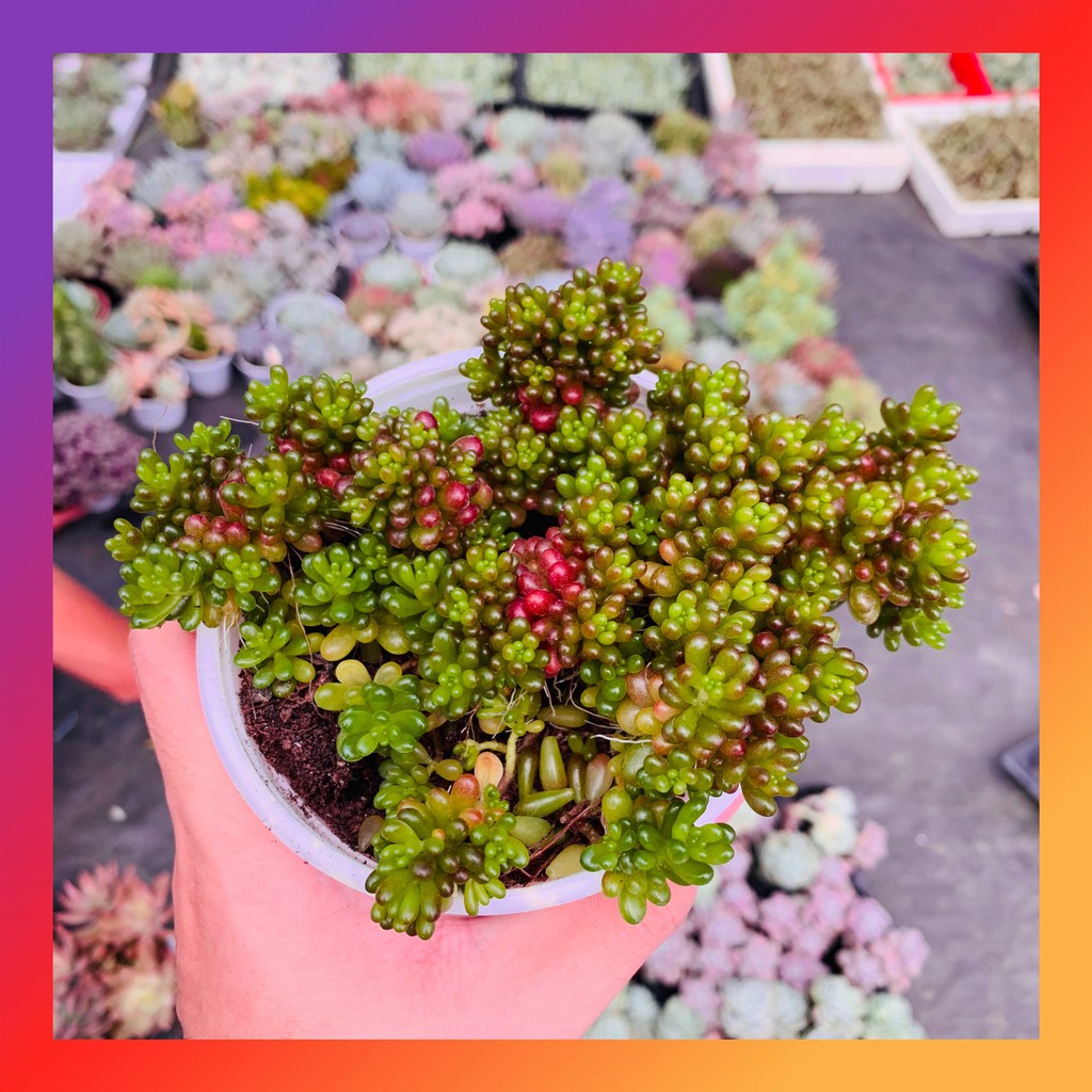 SEN ĐÁ NHO XANH SIZE TRUNG BÌNH KHOẺ ĐẸP LỖI 1 ĐỔI 1