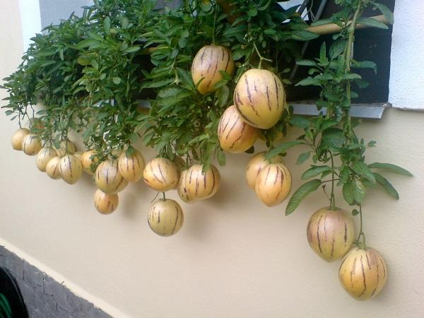 Hạt giống Dưa Pepino Nam mỹ F1 Lucky seed gói 4 hạt