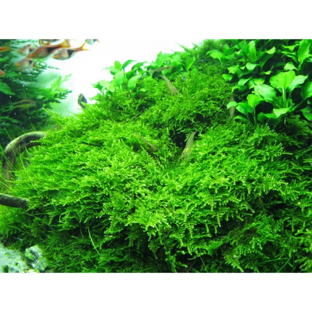 Rêu x-mas thuỷ sinh làm tán bonsai dán lũa - rêu xmas - 1 phần