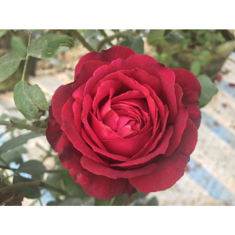 Hoa hồng janice Kellogg - cây hoa hồng đẹp nguyên bản