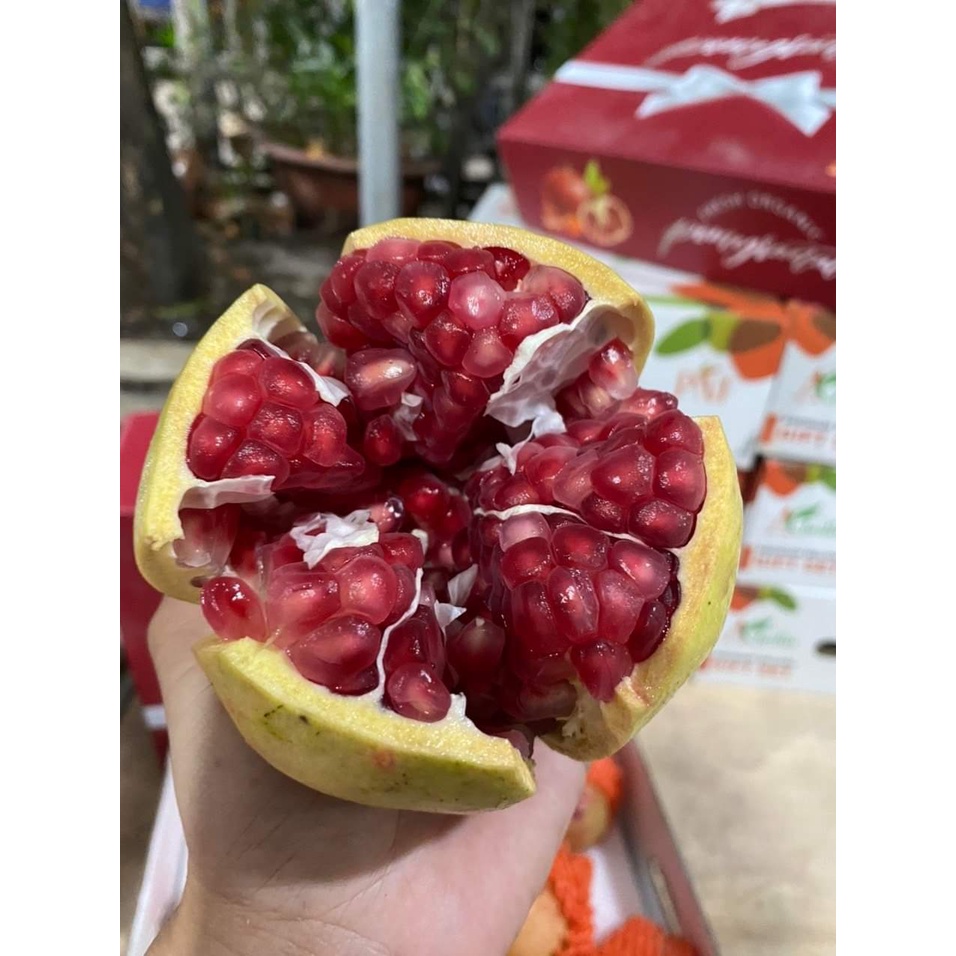 Cây lựu lùn thái lan siêu quả