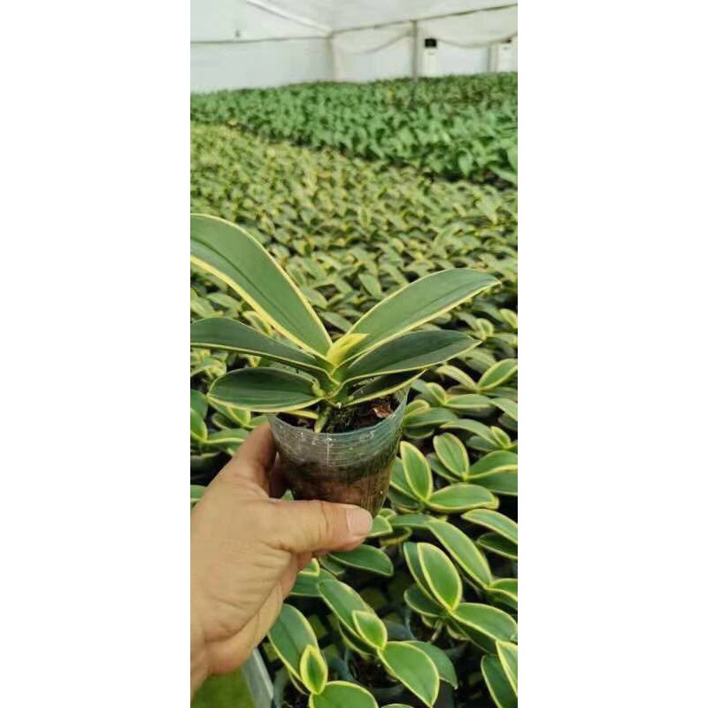 Lan hồ điệp lá biên đang ngồng hoa