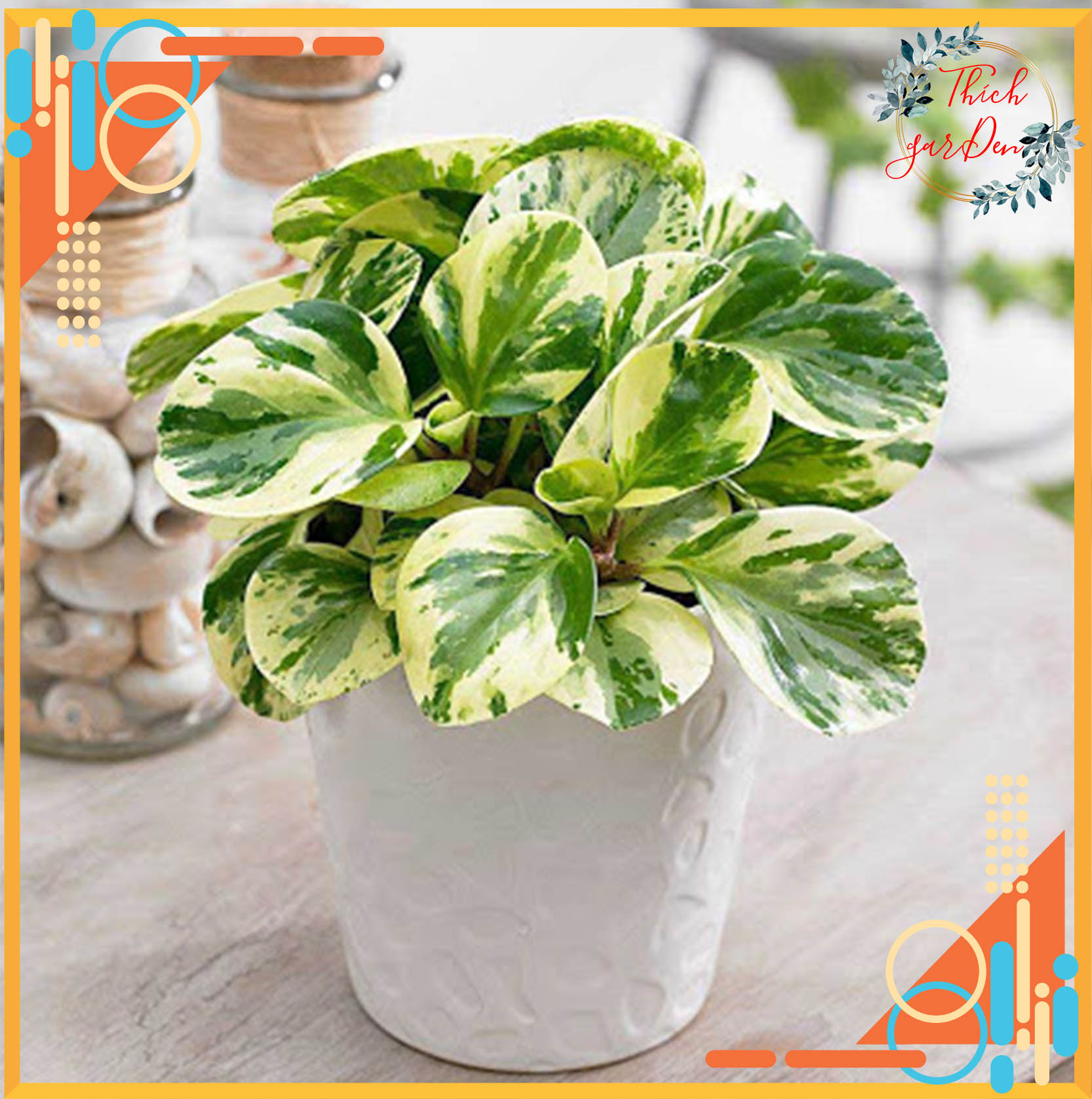 Trường sinh cẩm thạch + tặng đá sỏi trang trí + phân bón - cây phong thủy - cây để bàn - MH: TMM1017