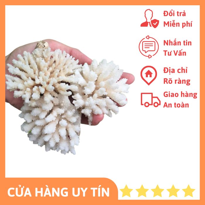 San Hô trang trí hồ ốc, cá cảnh