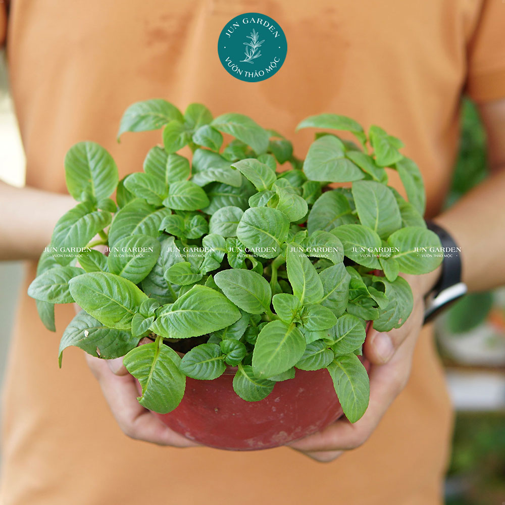 Chậu cây rau quế vị jun garden và cách trồng