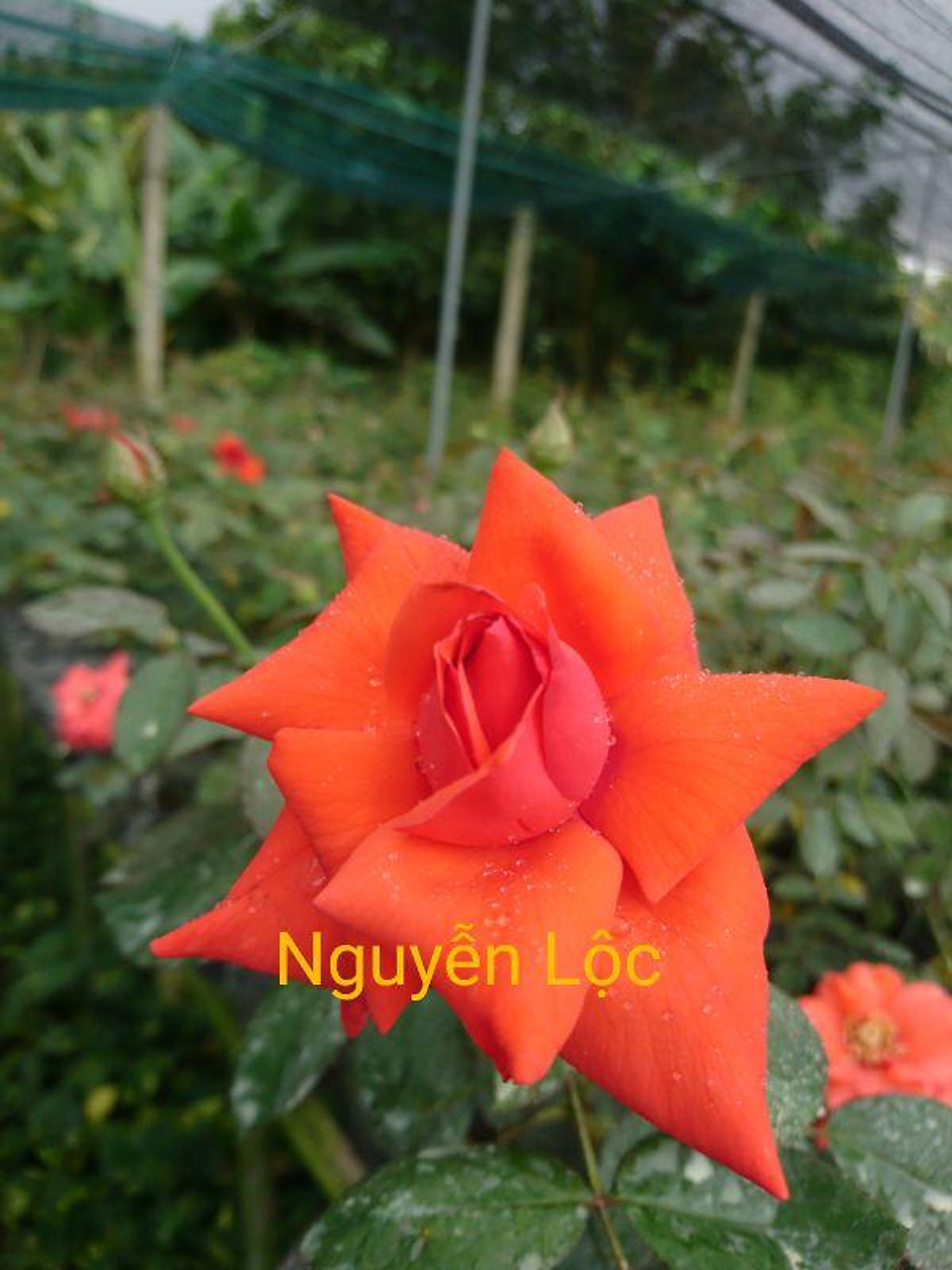 Xả giá siêu rẻ........ Cây hoa hồng cổ Tàu Giá 190,000 Đồng*Miễn phí vận chuyển