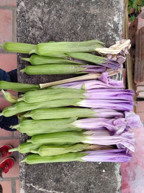 Xả hàng - hoa cà độc dược khô 100g lh 0355276899