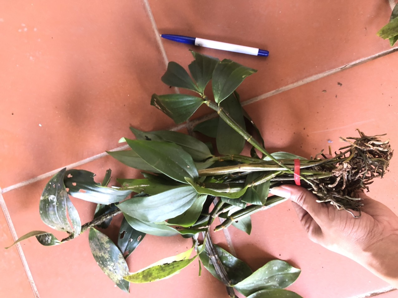 lan kiều vàng mỡ gà bó 200g 65k(hàng đa thân xuống lá)