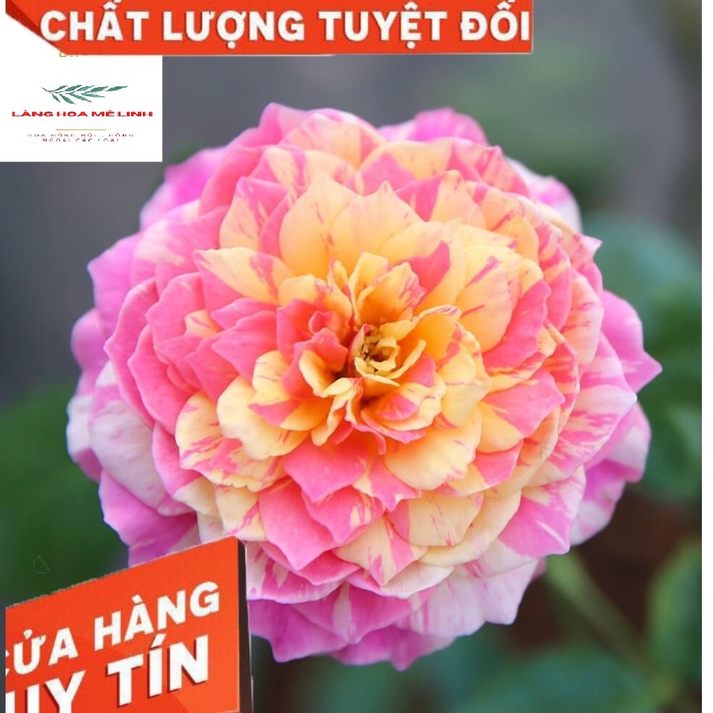 Hoa hồng ngoại Claude Monet với vẻ đẹp độc đáo,kiêu sa,mùi thơm nhẹ nhàng💐💐