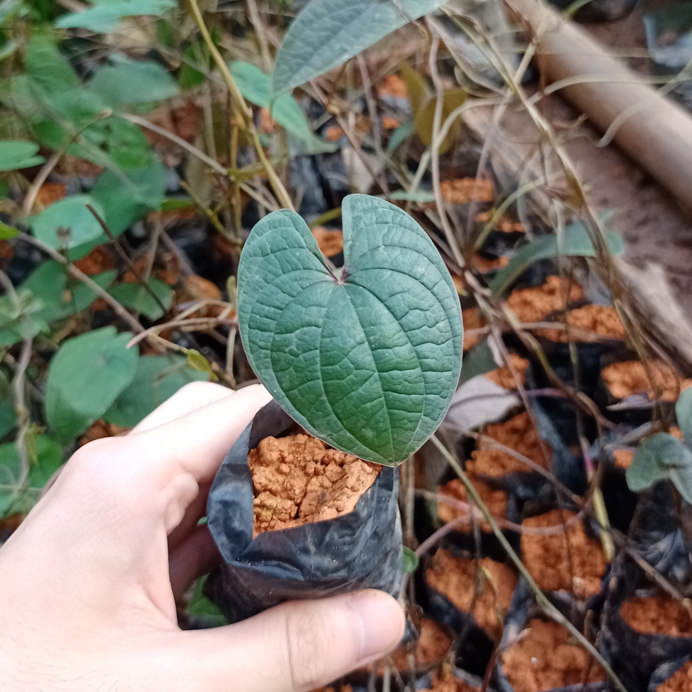 🌱 COMBO 3 BẦU 🌱 giống HOÀI SƠN ( dân gian gọi là củ mài ) giải quyết nỗi lo kém ăn