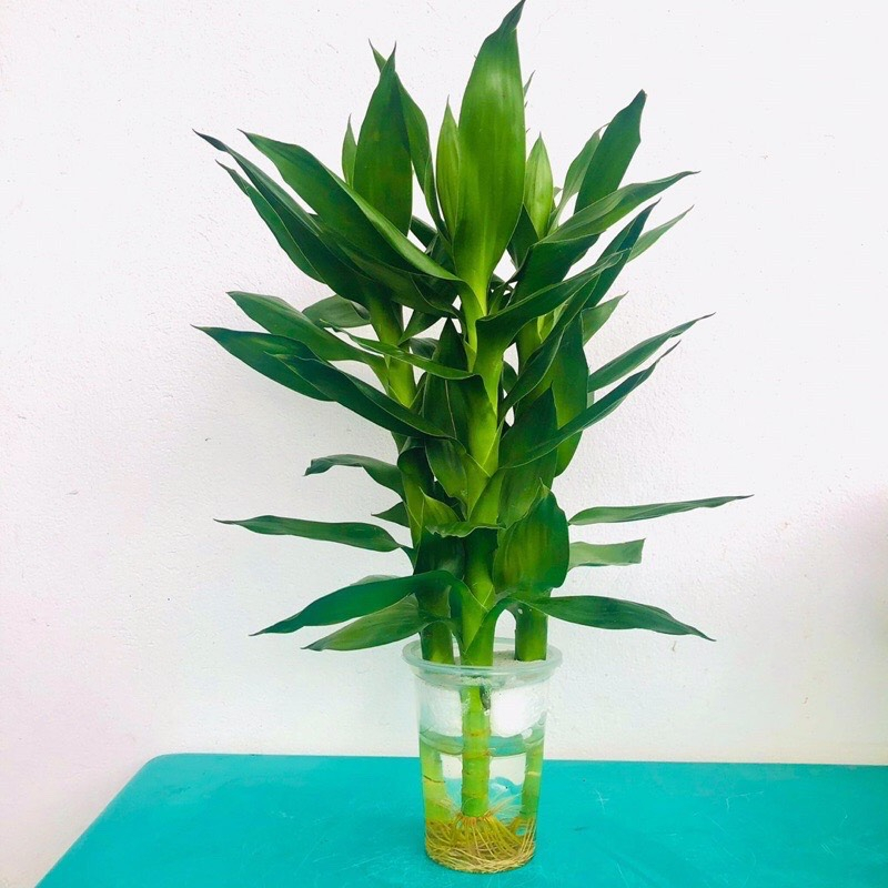 Phát Lộc Nước
