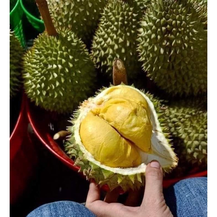 Cây giống sầu riêng ri6 siêu lùn _cây giống miền tây nguyên