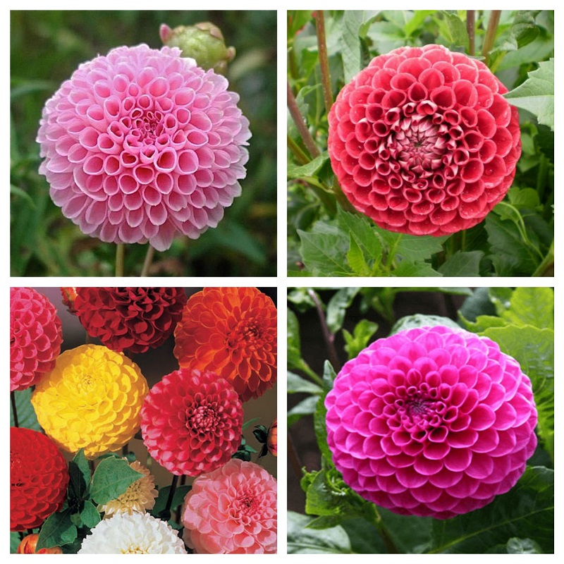 Hạt giống hoa Thược Dược Tổ Ong nhiều màu PSV106 | Phởms Market