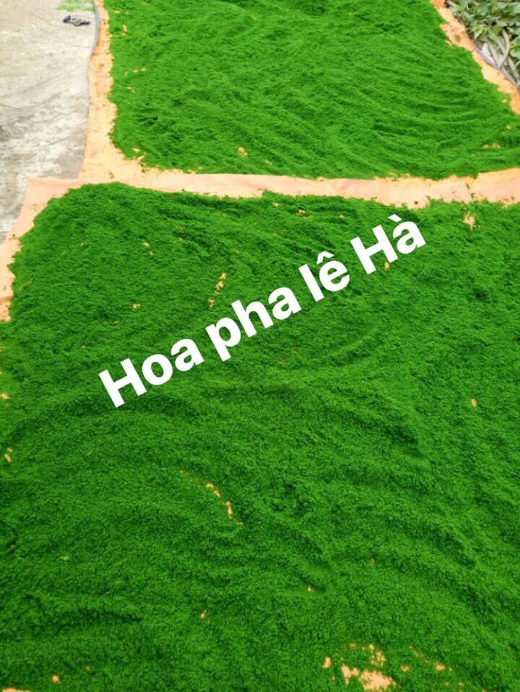 Rêu bột XANH phủ cây,chậu hoa🌿 Handmade