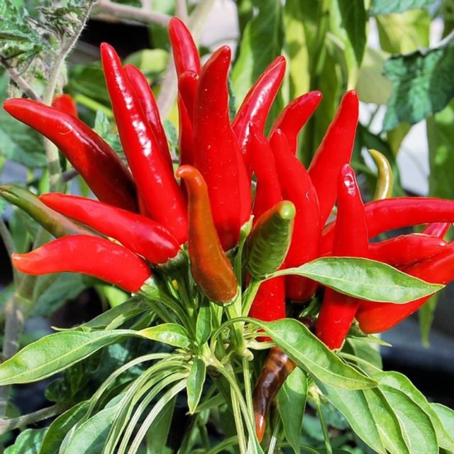 50h - #hạt_giống_ớt_chùm_đỏ
