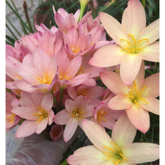 1 củ huệ mưa màu hường