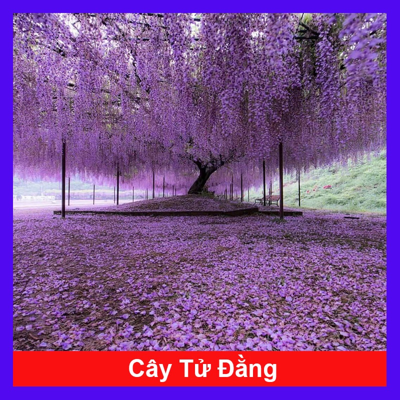 Cây Tử Đằng Nhật Bản - cây cảnh đẹp