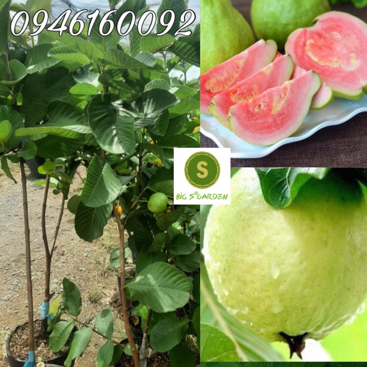 Ổi Ruby Ruột Hồng Cực ngon, Hạt Lép, 2 tháng ra hoa- Freeship 15k